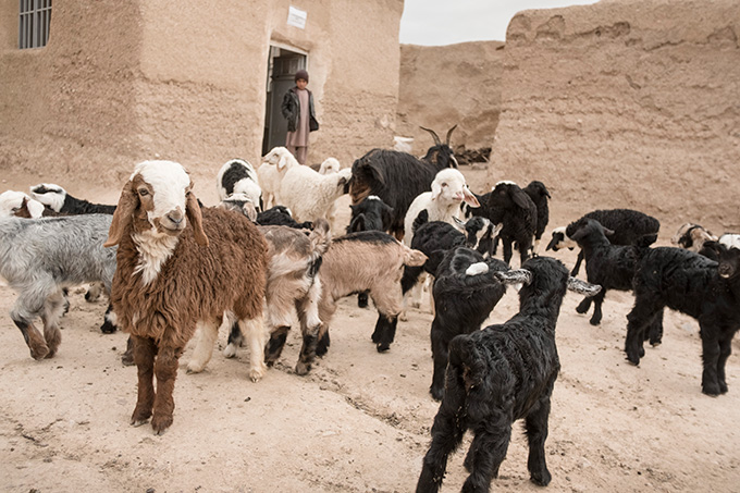 How Burberry is making cashmere better for the planet | Vogue Singapore |  News, Fashion